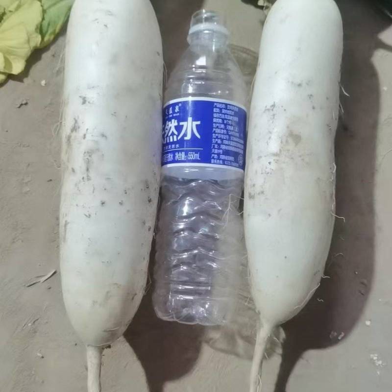 电商用的精品小萝卜，市场货，加工厂大量有货养殖场萝卜，