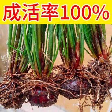 马蹄马蹄种