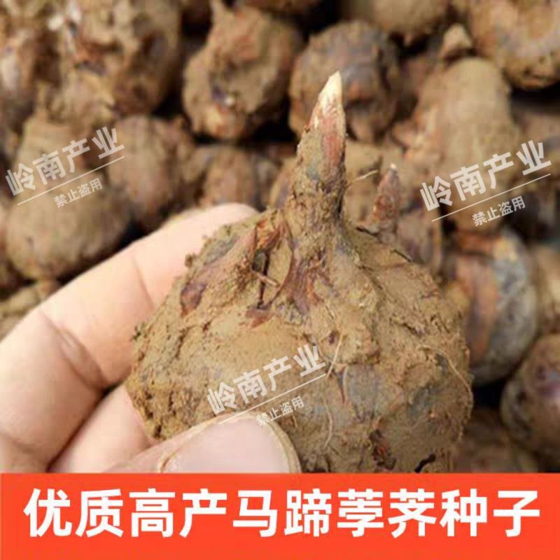 马蹄马蹄种