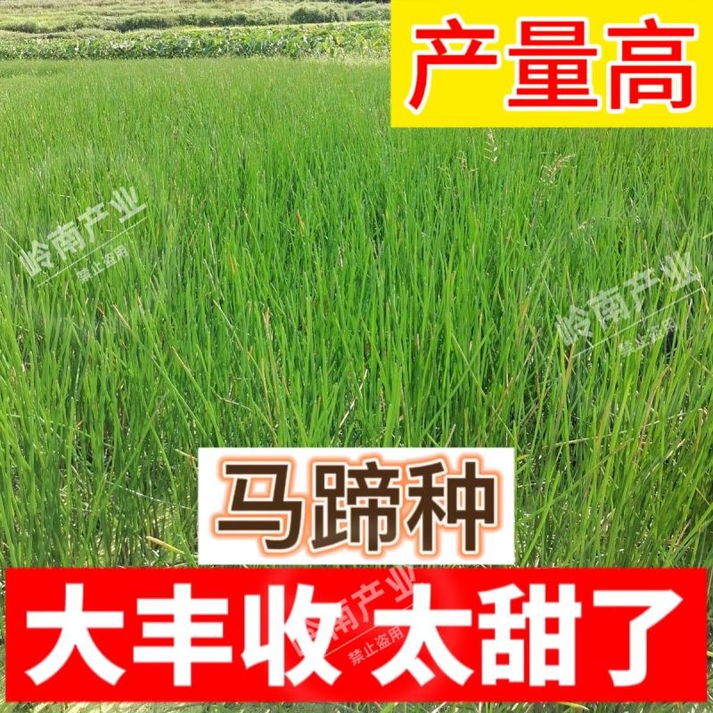 马蹄马蹄种