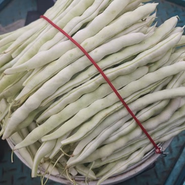 精品芸豆白不老