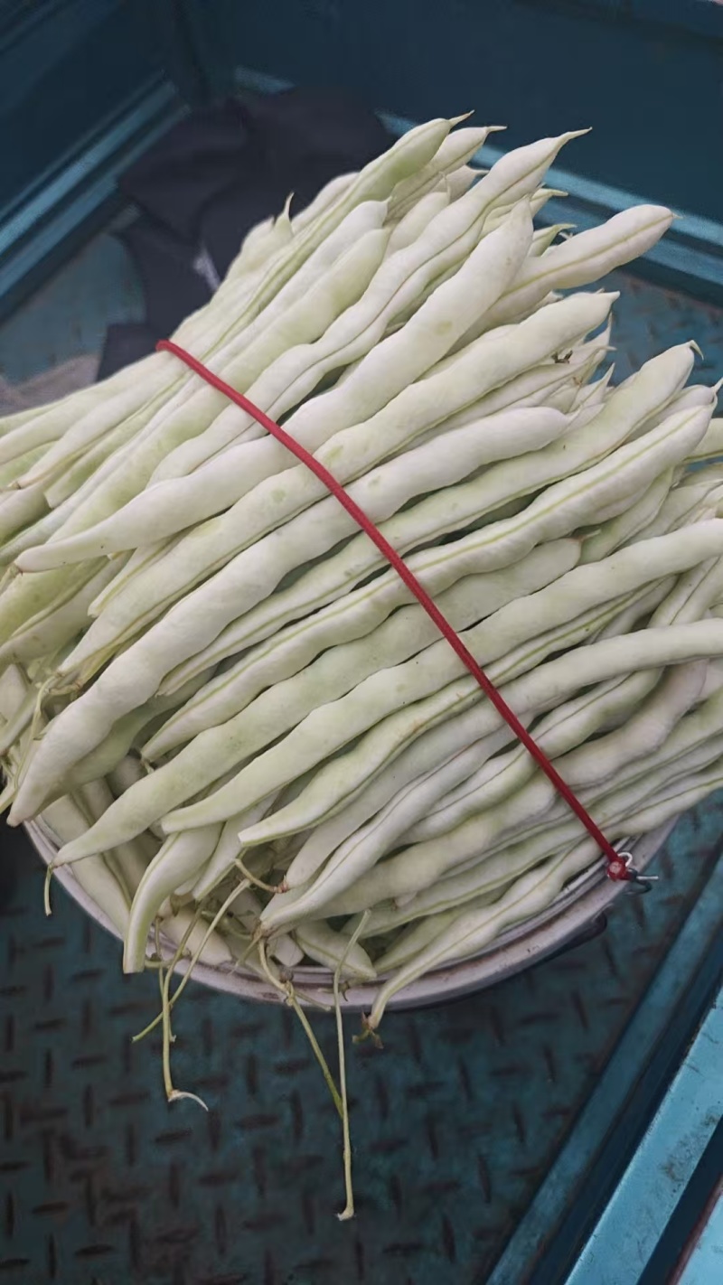 精品芸豆白不老
