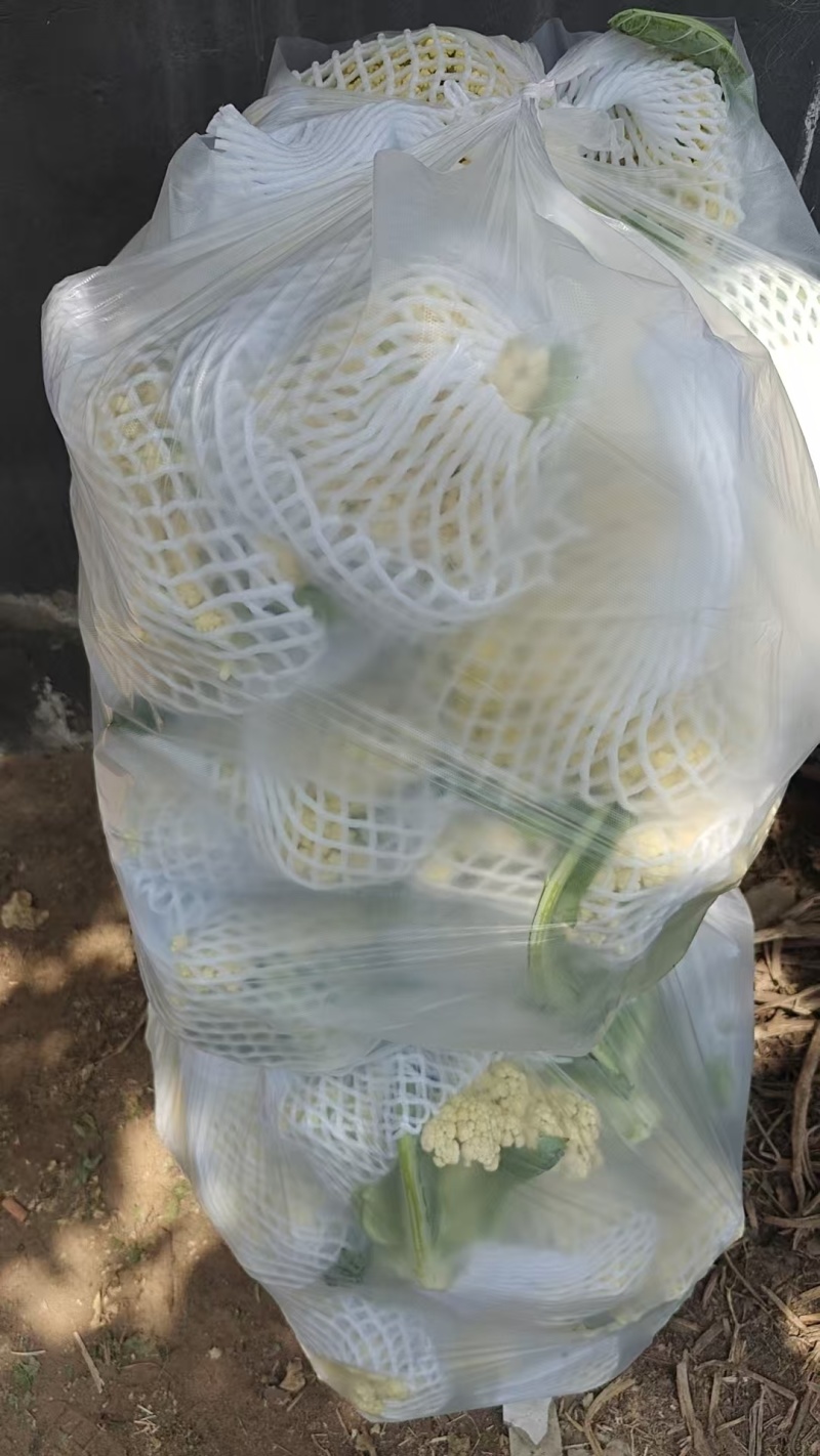 精品菜花
