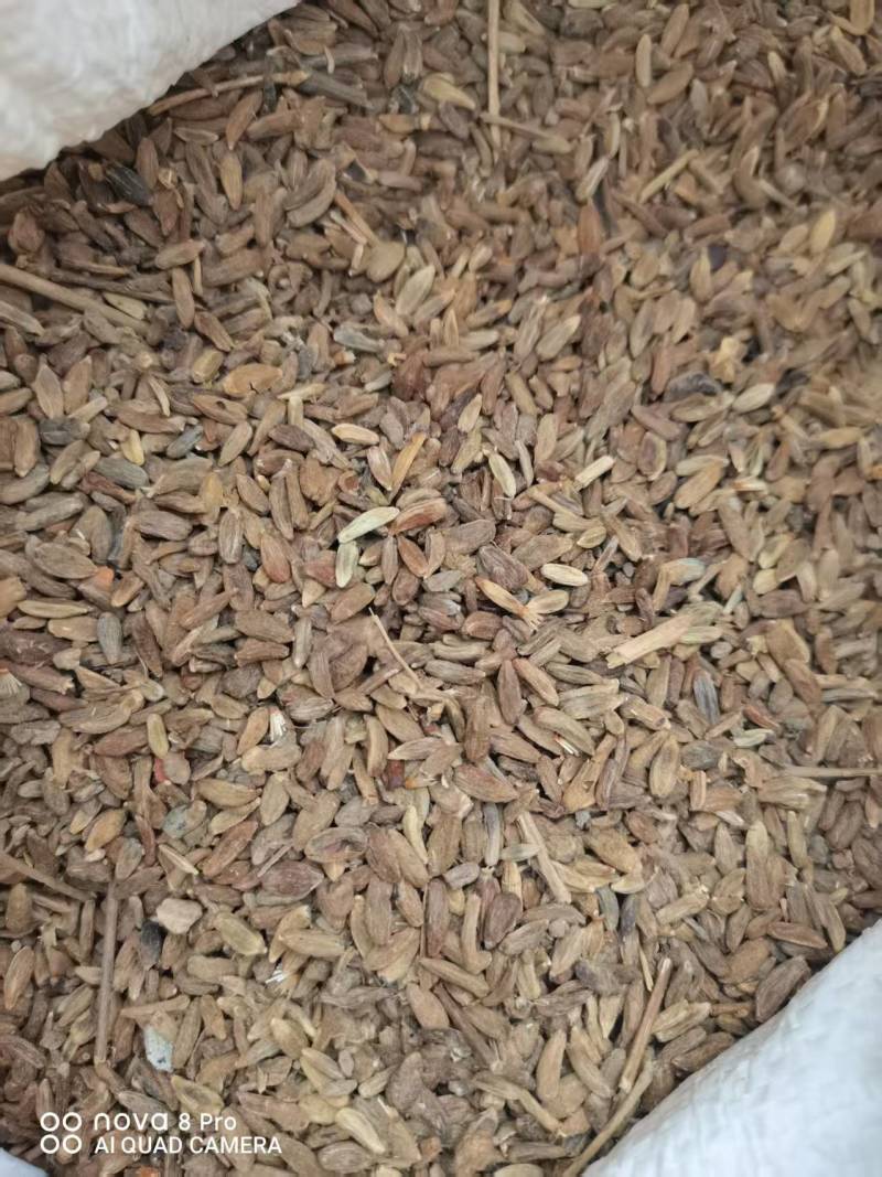 白术种子