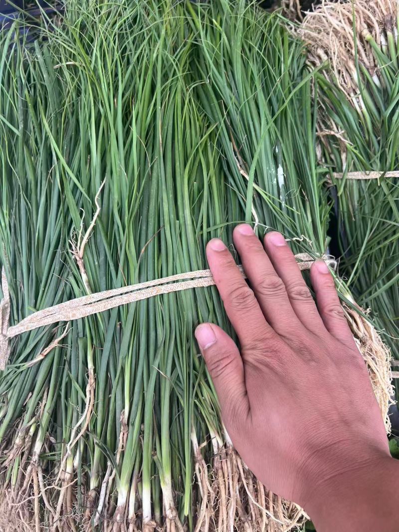 知母苗