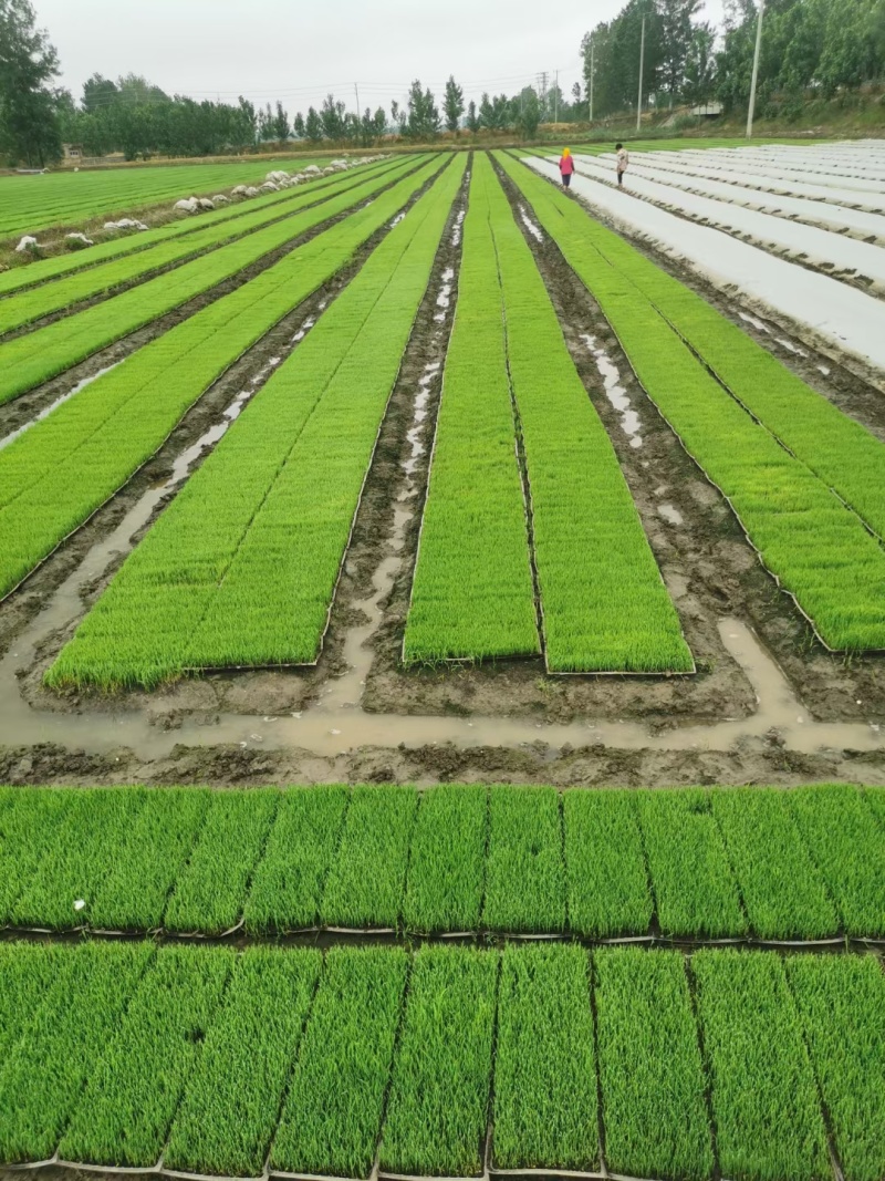 育苗基质土营养土蔬菜育苗水稻育秧50升大包装