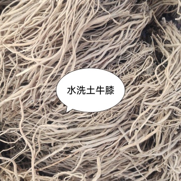 土牛膝