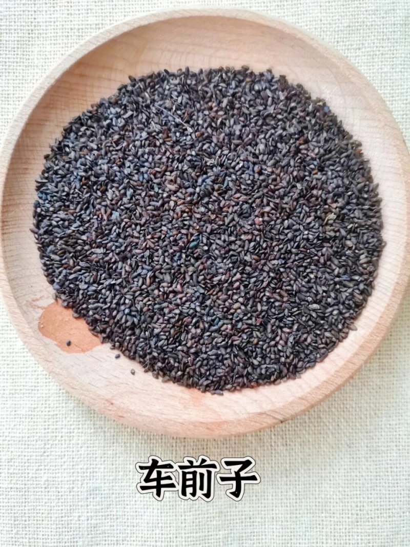 车前子