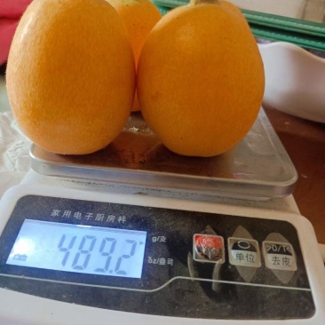 大五星枇杷