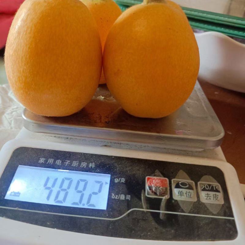 大五星枇杷