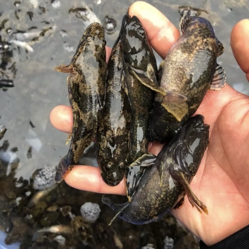 广西原生态呆子鱼，沙塘鳢淡水鱼