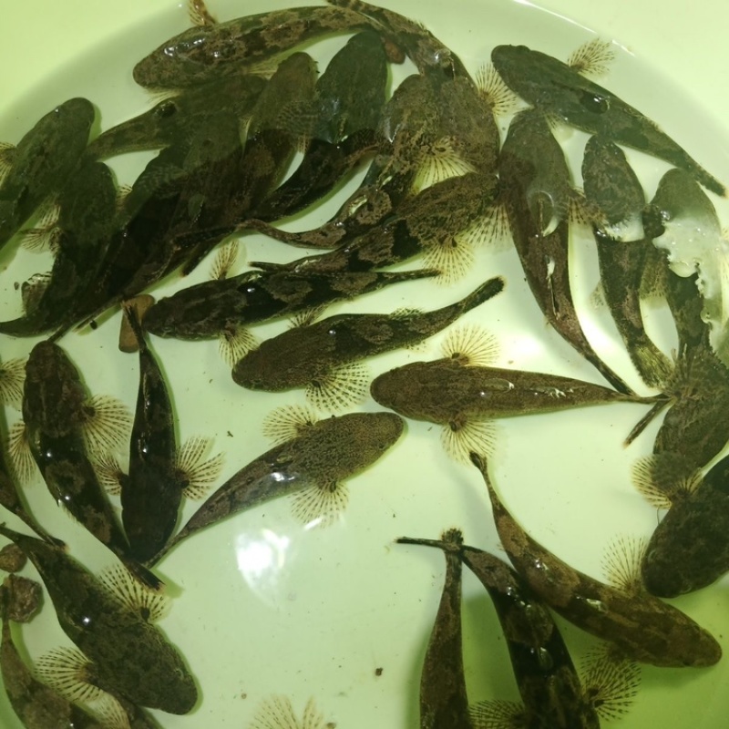 广西原生态呆子鱼，沙塘鳢淡水鱼