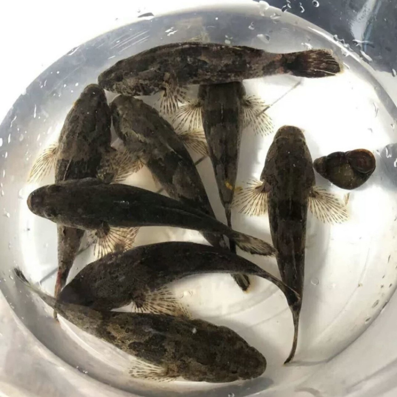 广西原生态呆子鱼，沙塘鳢淡水鱼