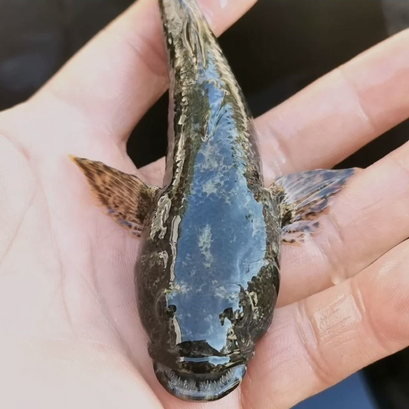 广西原生态呆子鱼，沙塘鳢淡水鱼