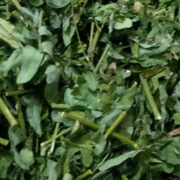 当季新鲜鸡骨草茶相思茶***晒干人工加工鸡骨草茶