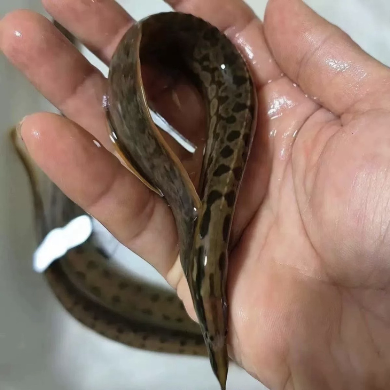 广西桂林沙鳅刀鳅淡水鱼虾水产批发