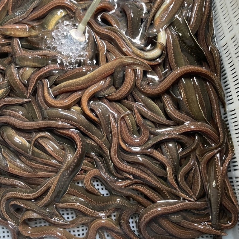 广西桂林沙鳅刀鳅淡水鱼虾水产批发