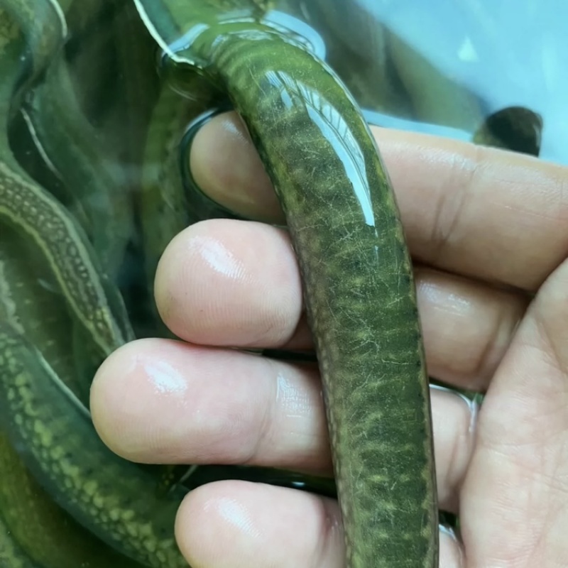 广西桂林沙鳅刀鳅淡水鱼虾水产批发