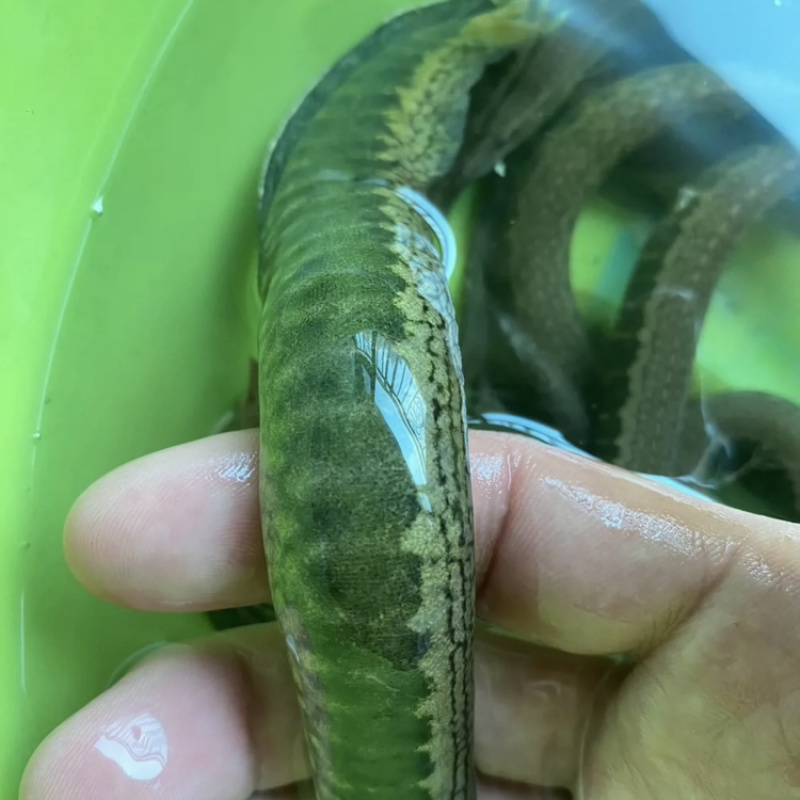 广西桂林沙鳅刀鳅淡水鱼虾水产批发