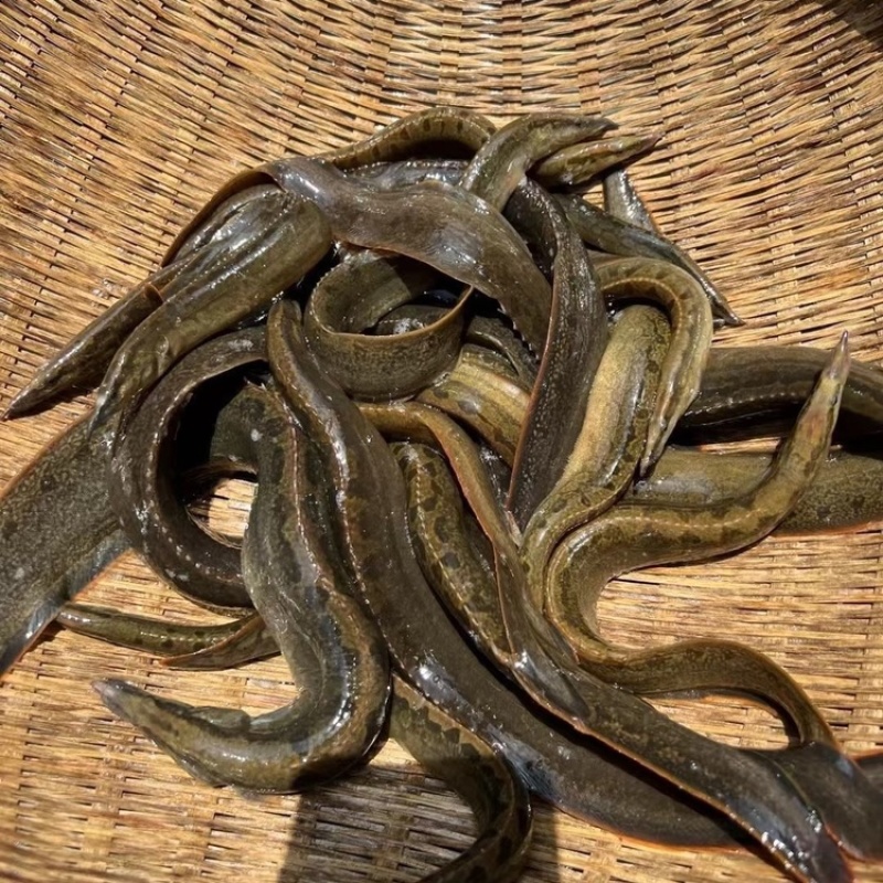 广西桂林沙鳅刀鳅淡水鱼虾水产批发