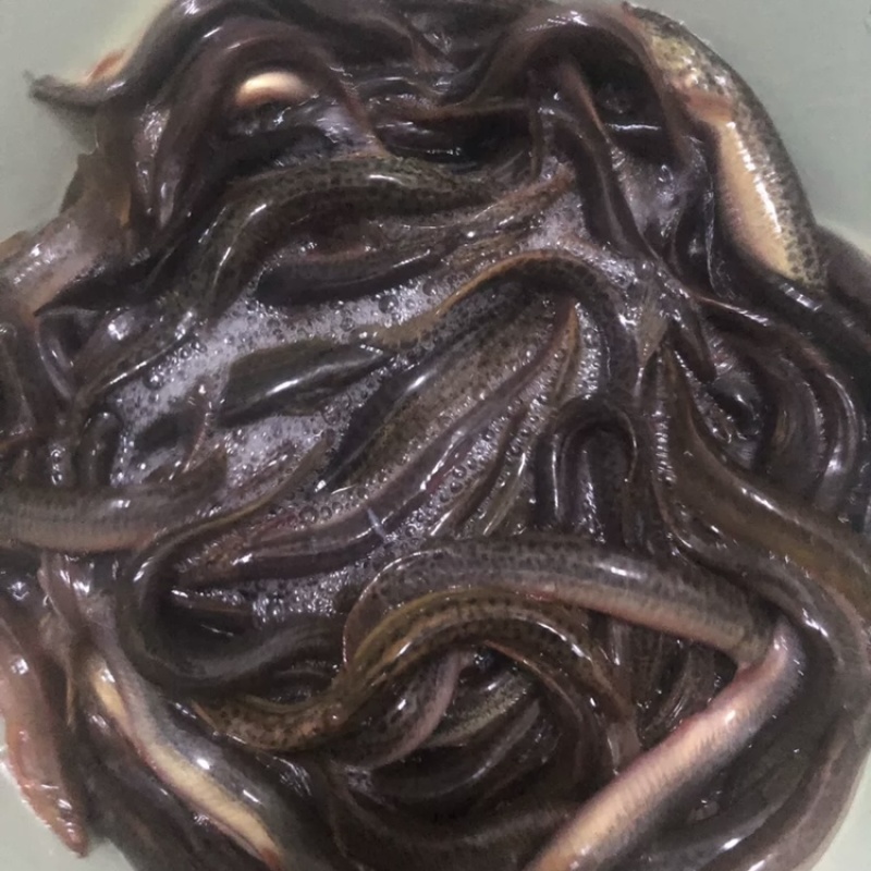 广西湖南原生态泥鳅水产批发