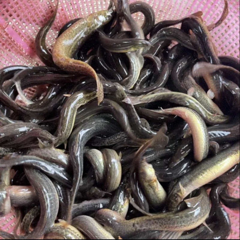 广西湖南原生态泥鳅水产批发