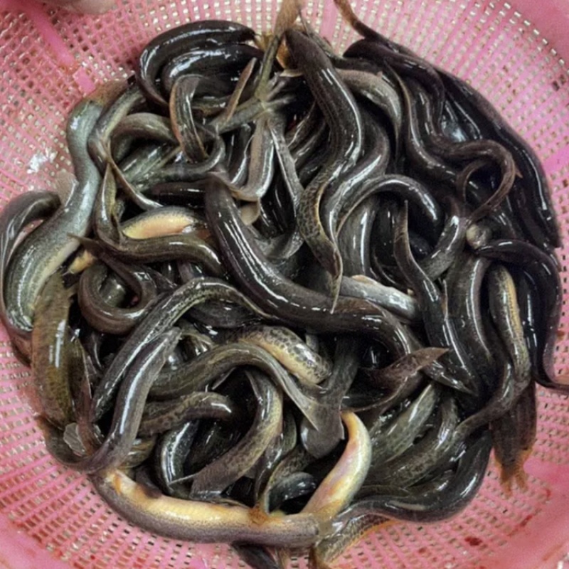广西湖南原生态泥鳅水产批发