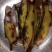 广西原生态黄辣丁，黄桑骨，黄骨鱼，水产批发