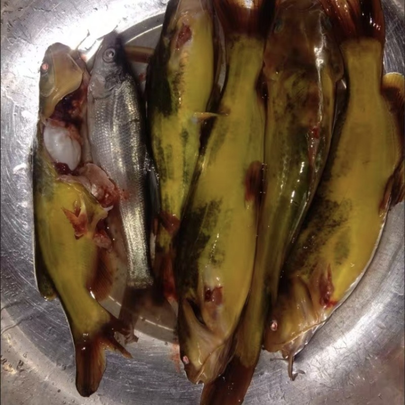 广西原生态黄辣丁，黄桑骨，黄骨鱼，水产批发