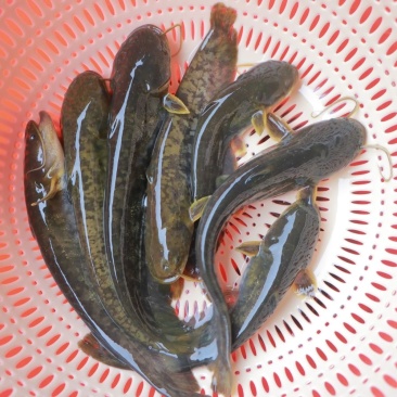 广西原生态土鲢鱼，淡水鱼水产批发