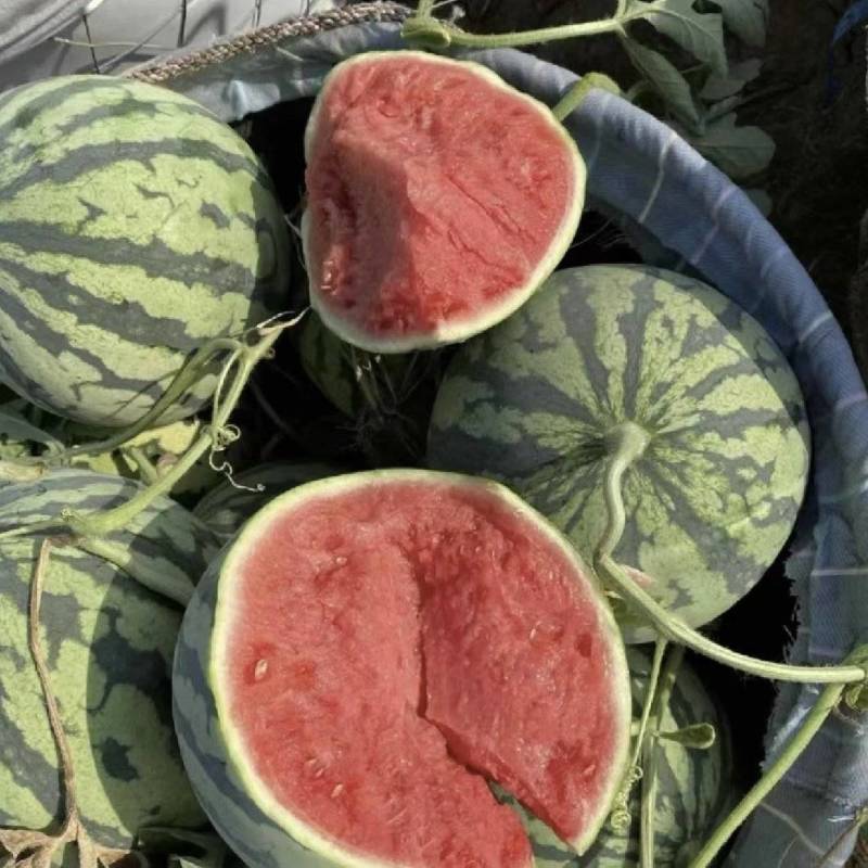 【推荐】麒麟西瓜大量供应产地直发量大从优欢迎来电