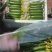 【精选推荐】山东寿光水果黄瓜荷兰小黄瓜青瓜高品质现摘现发