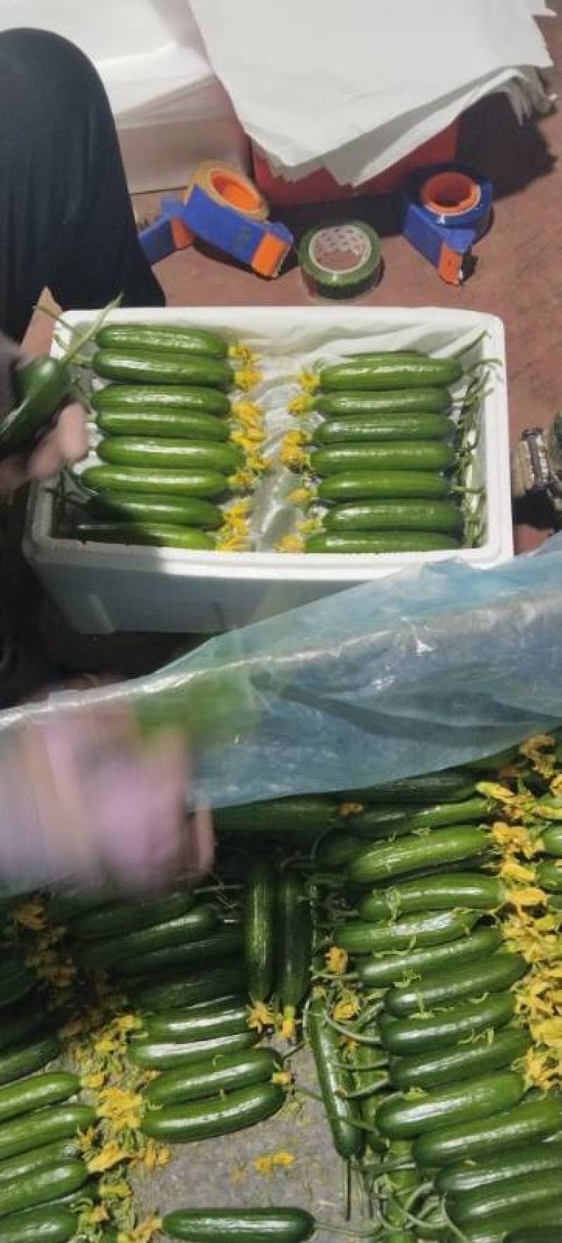 【精选推荐】山东寿光水果黄瓜荷兰小黄瓜青瓜高品质现摘现发