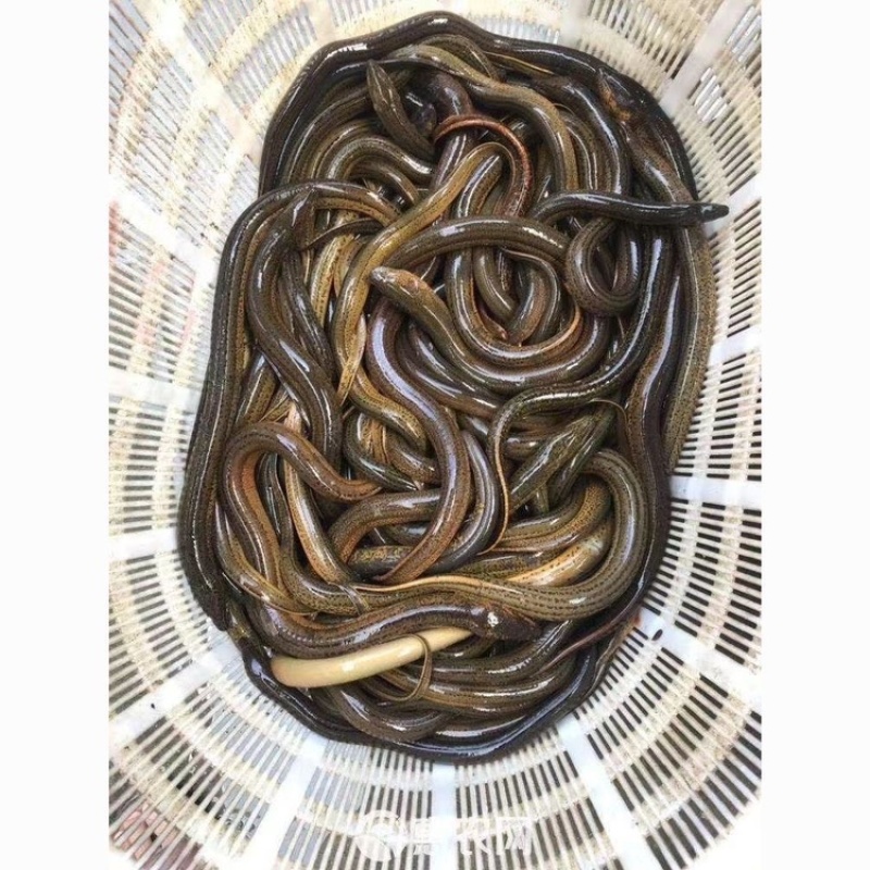 广西原生态黄鳝，水产批发