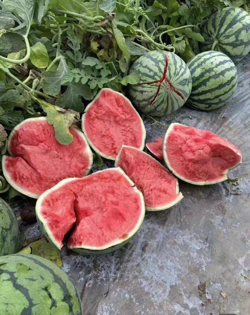 【推荐】麒麟西瓜大量供应产地直发量大从优欢迎来电
