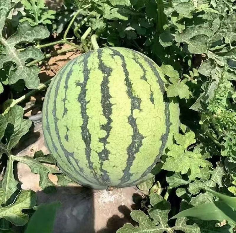【推荐】麒麟西瓜大量供应产地直发量大从优欢迎来电