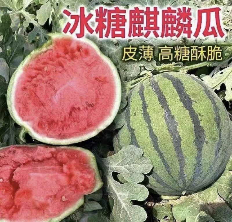 【推荐】麒麟西瓜大量供应产地直发量大从优欢迎来电