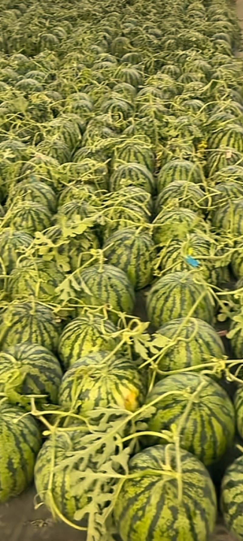 美都西瓜