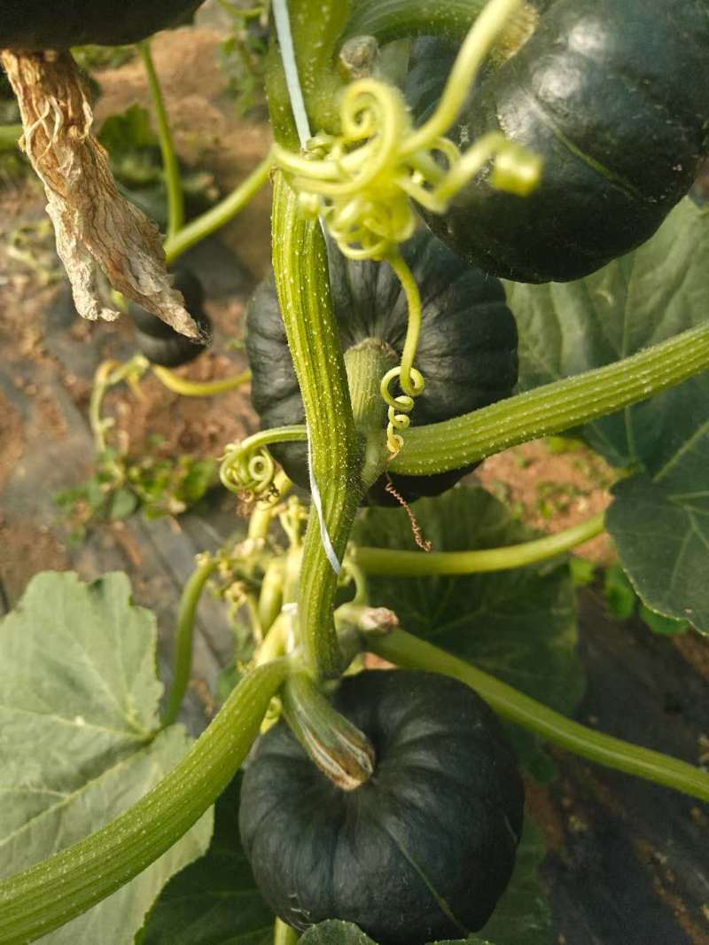 陕西渭南贝贝南瓜产地直发量大从优欢迎来电咨询