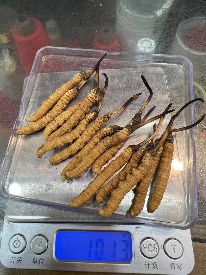冬虫夏草，贝品质保证诚信经营量大从优