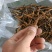 冬虫夏草，贝品质保证诚信经营量大从优