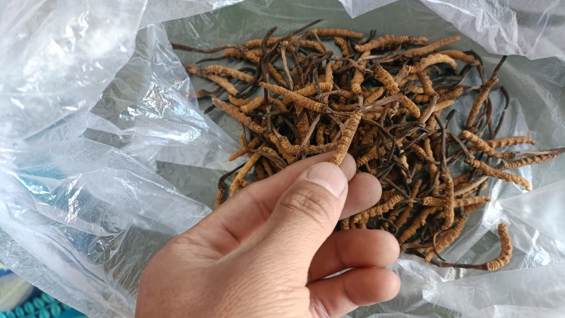 冬虫夏草，贝品质保证诚信经营量大从优