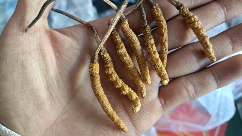 冬虫夏草，贝品质保证诚信经营量大从优