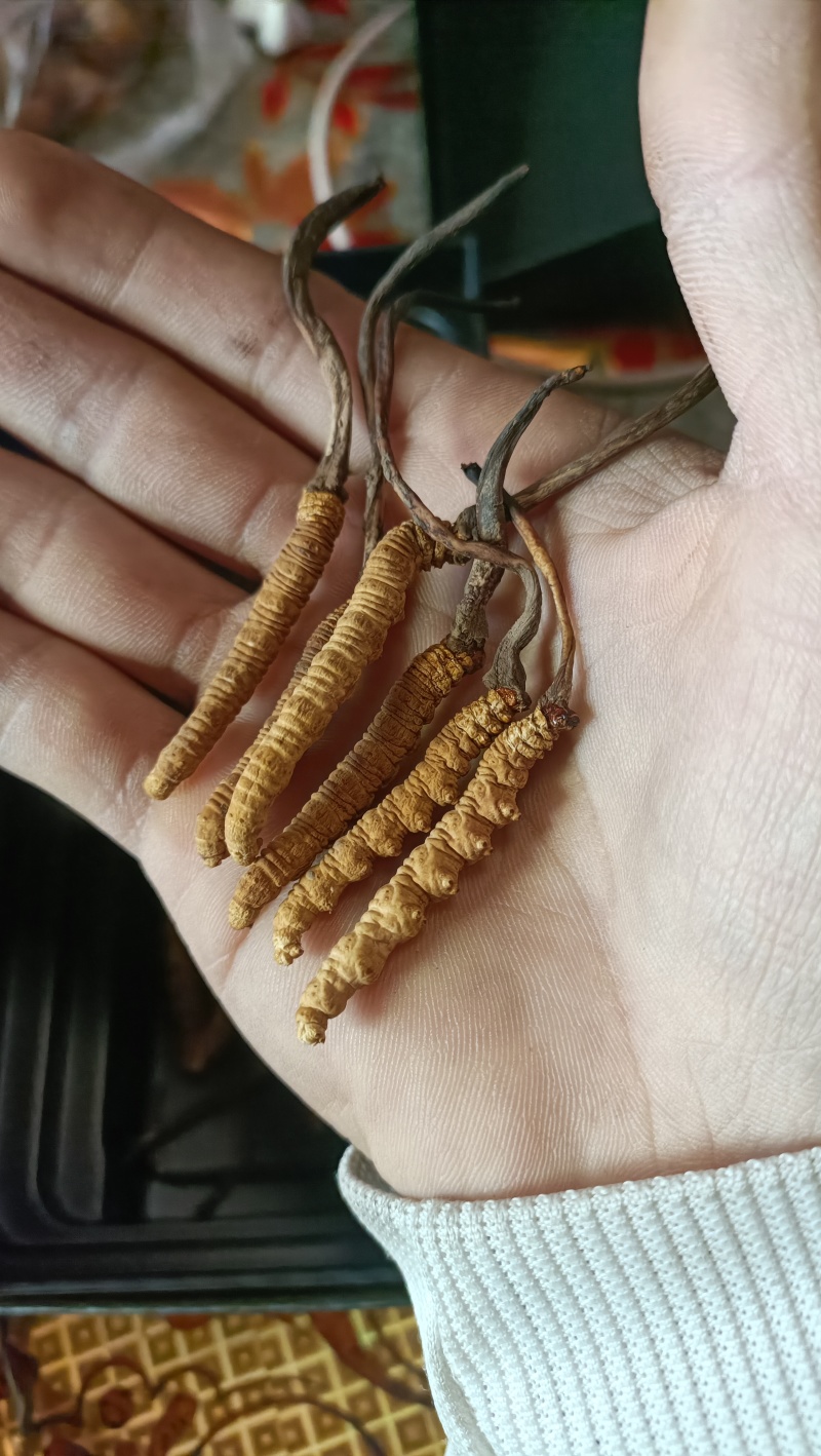 冬虫夏草，贝品质保证诚信经营量大从优