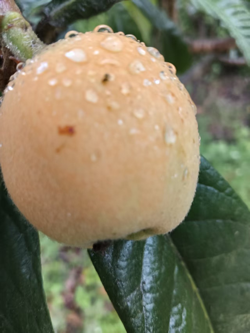 五星枇杷