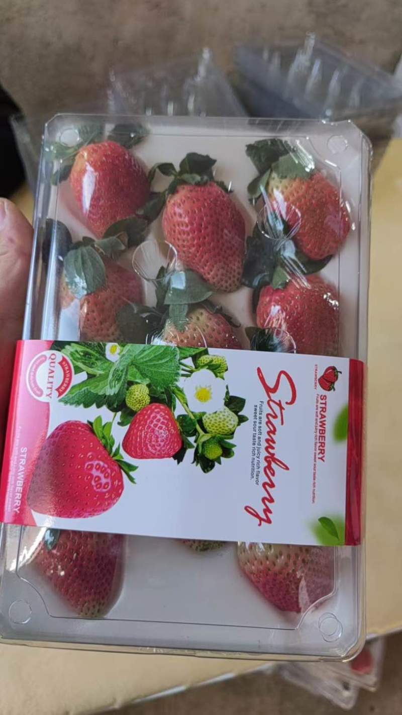 云南四季草莓蒙特瑞草莓基地直供货源充足供商超市场