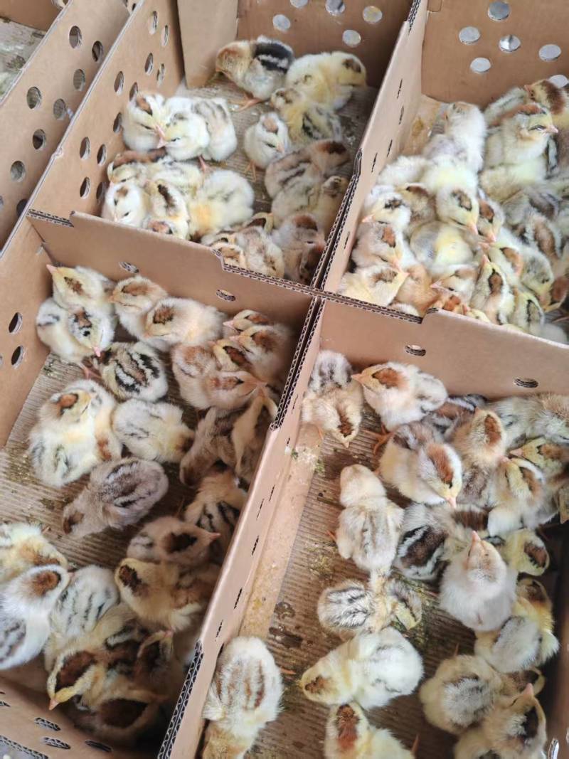 白芦花鸡苗，厂家直销，货源稳定，品质保证