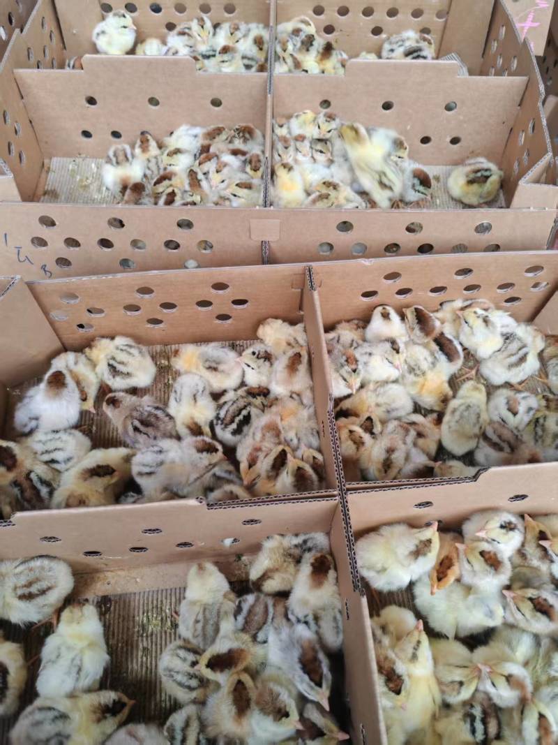 白芦花鸡苗，厂家直销，货源稳定，品质保证
