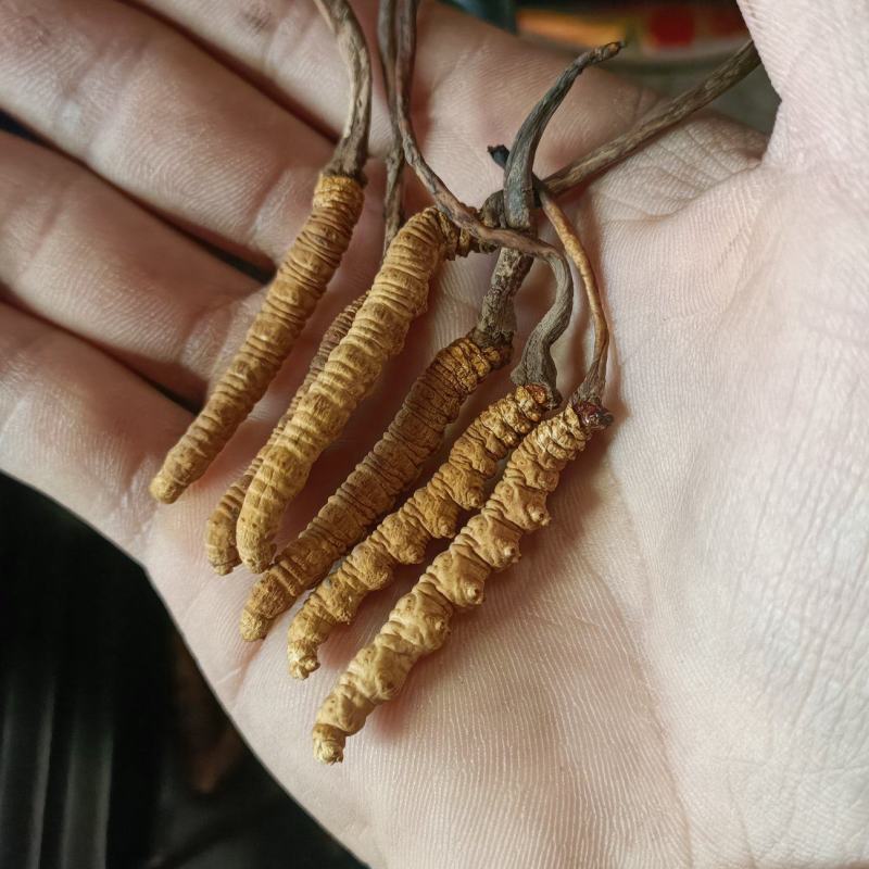 冬虫夏草，贝品质保证诚信经营量大从优