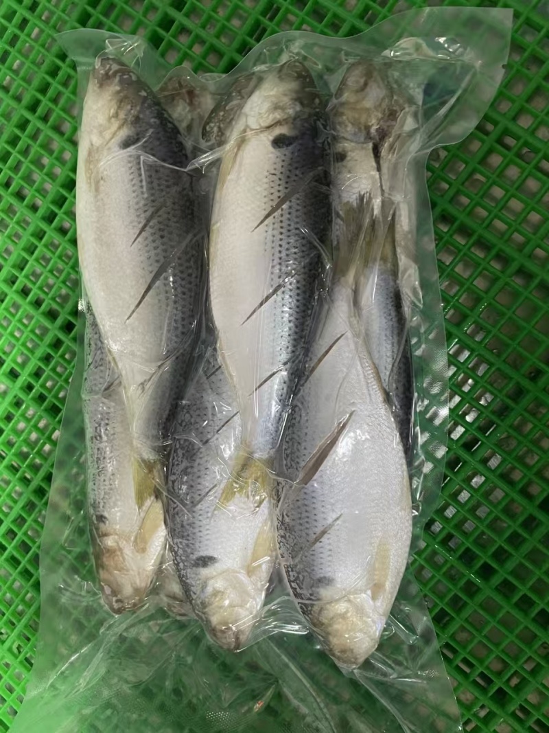 海鲫鱼/青皮鱼/山东发货一手货源渔民直发欢迎来电咨询